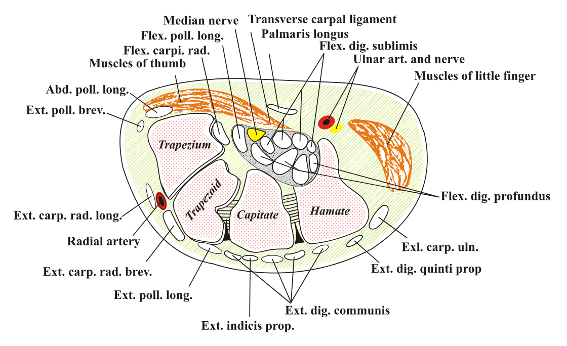 Cross-section diagram of the wrist showing the median nerve, in yellow, packed in the carpal tunnel with the finger tendons under the transverse carpal ligament